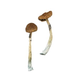 Puerto Rican Magic Mushrooms